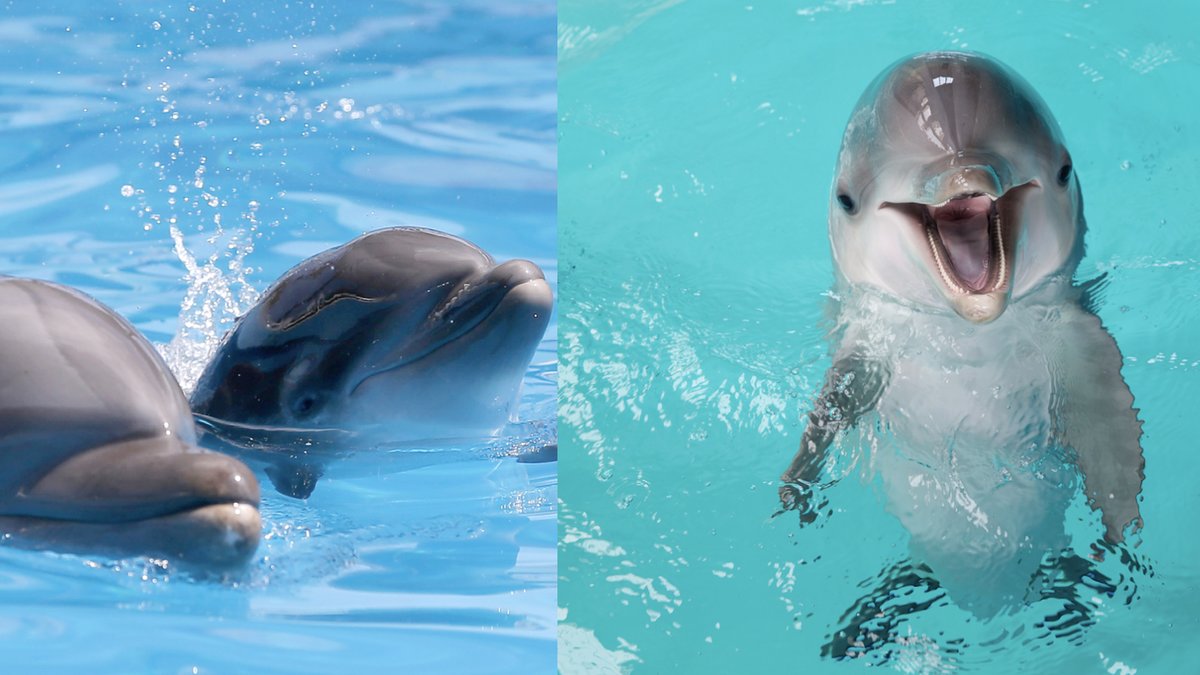 Delfiner pratar precis som vissa människor bebisspråk med sina ungar.